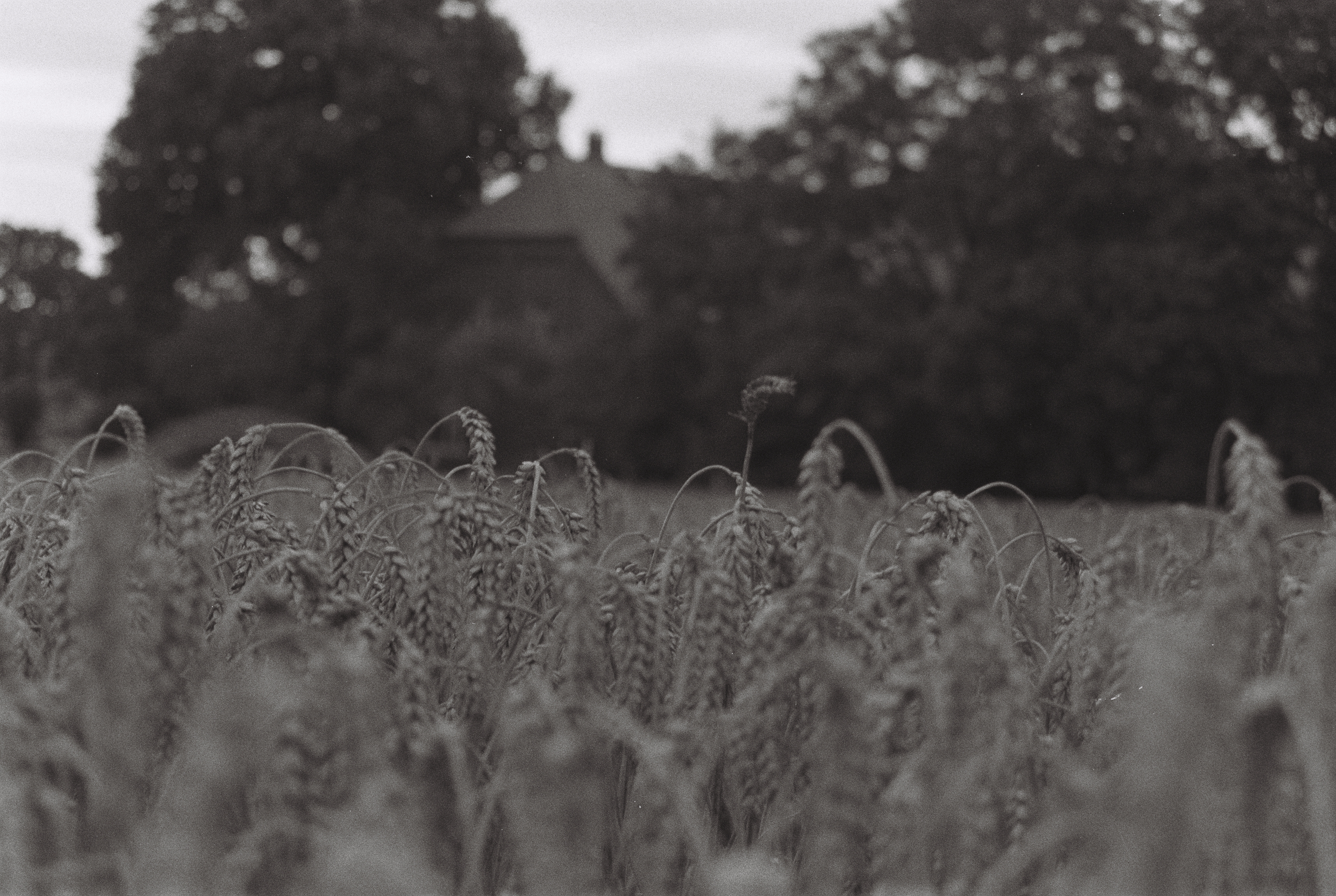  a field of wheat